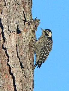 538 - RED-COCKADED WOODPECKER (6-9-2017) juvenile, patsy pond nature trail, croatan nat forest, carteret co, nc -15