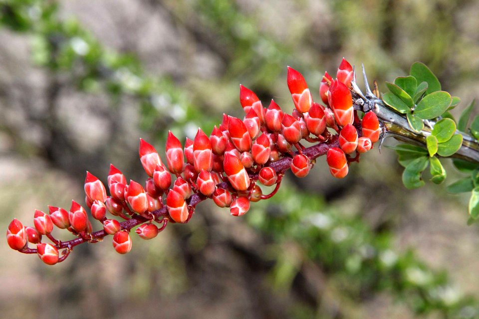 OCOTILLO (Fouquieria splendens) (4-1-14) near pat lake st pk, sc co, az  (1)