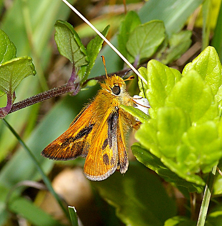 SKIPPER, RURAL (Ochlodes agricola) (6-4-07) canet rd, morro bay, slo co, ca (1)