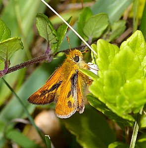 SKIPPER, RURAL (Ochlodes agricola) (6-4-07) canet rd, morro bay, slo co, ca (1) photo