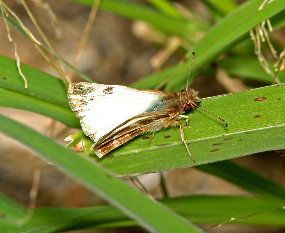 WHITE-SKIPPER, TURK'S-CAP (Heliopetes macaira) (3-5-12) male, sabal palm sanctuary, near brownsville, tx