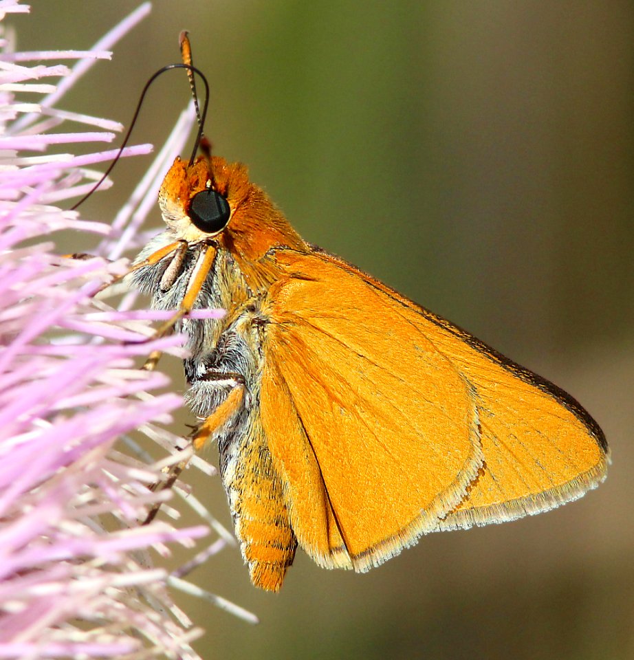 SKIPPER, PALMETTO (Euphyes arpa) (2-23-13)  osceola co, fl  (1)