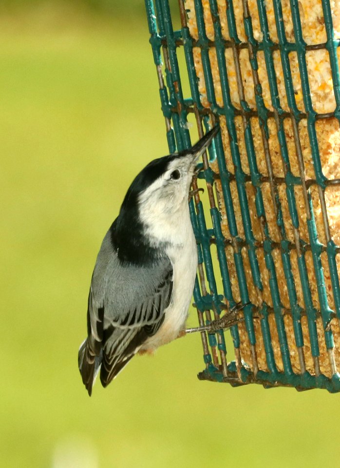 686 - WHITE-BREASTED NUTHATCH (9-27-2018) pepperell, middlesex co, ma -03