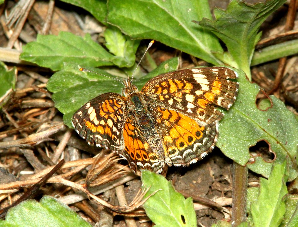 CRESCENT, PHAON (Phycoides phaon) (3-7-12) santa anna national wildlife refuge, near mc allen, tx  (1)