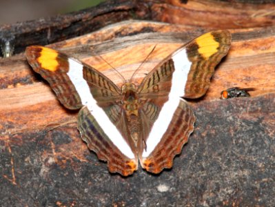SISTER, BAND-CELLED (Adelpha fessonia) (4-18-12) national buttrfly center, mission, tx  (3)