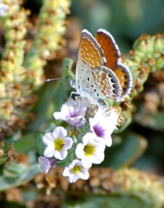 PYGMY-BLUE, WESTERN (Brephidium exile) (10-8-07) carrizo plain, slo co, ca