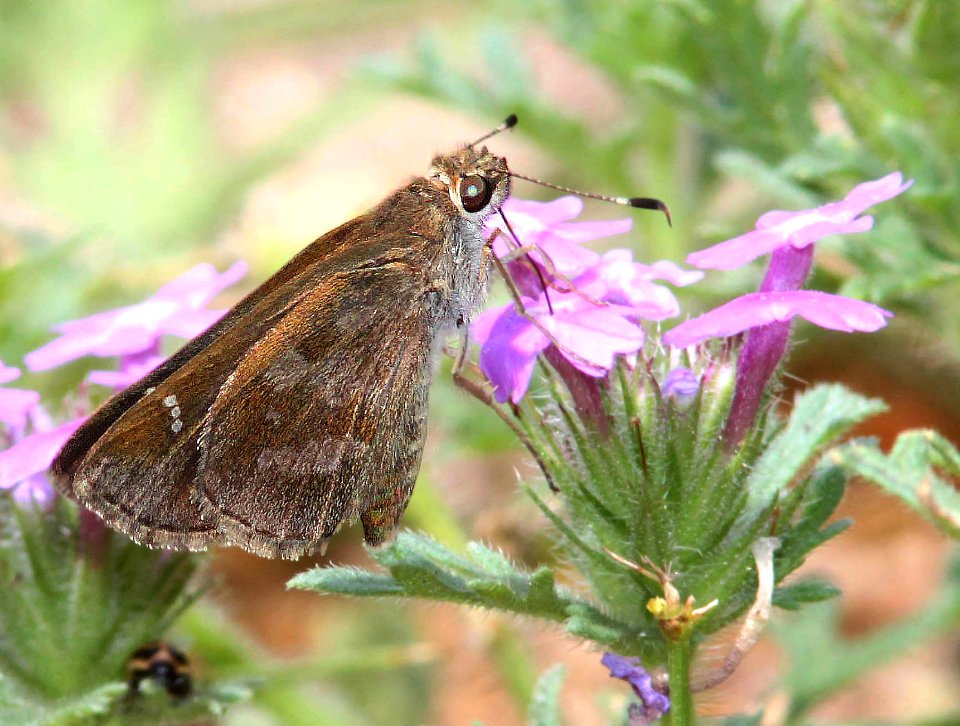 SKIPPER, FAWN-SPOTTED (Cymaenes trebius) (4-20-12) sabal palm sanctuary, brownsville, tx  (3)