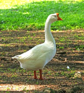 GOOSE (Domestic Varient)  (9-6-2017)  Waiakea Pond, hilo, hawai'i co, hawaii -01