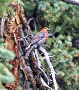 959 - PINE GROSBEAK (8-20-13) 10,000 ft, 2 miles s of elwood pass, far n-w conejos co, co -01