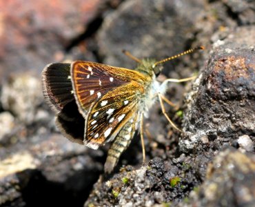 SKIPPERLING, MANY-SPOTTED (Piruna aea) (7-30-12) red mt road, patagonia mts, scc, az  (2)