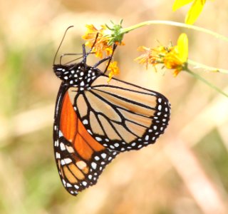 MONARCH (Danaus plexippus) (10-22-11) patagonia lake, scc, az  (1)