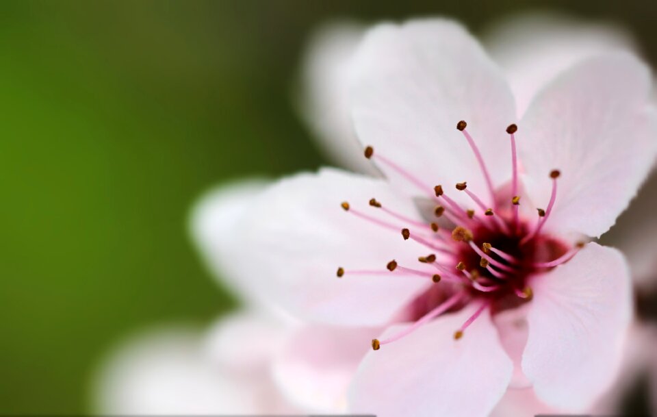 Spring macro nature