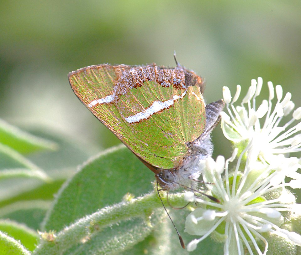 HAIRSTREAK, SILVER-BANDED (Chlorostrymon simaethis) (1-10-09) frontera aud, weslaco, tx  (1)