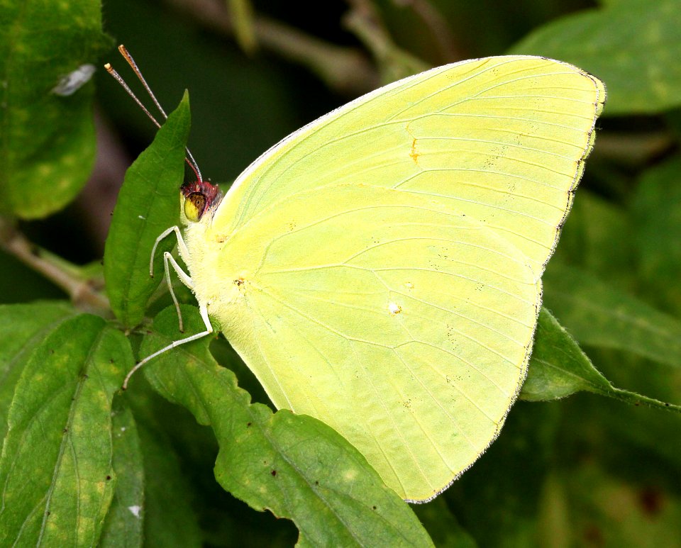 SULPHUR, CLOUDLESS (Phoebis sennae) (9-12-11) blue have road, patagonia, scc, az  (1)