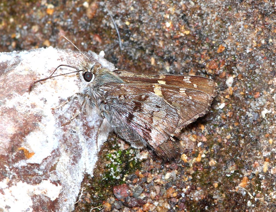 SKIPPER, SHORT-TAILED (Zestusa dorus) (3-31-14) red mt rd, patagonia mts, scc, az -02