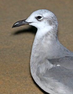 354 - LAUGHING GULL (11-8-2016) boca chica beach, cameron co, tx (4)