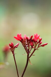 Green plant nature