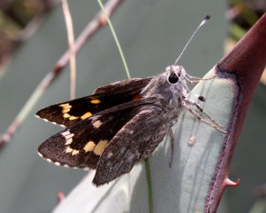 GIANT-SKIPPER, HUACHUCA (Agathymus evansi) (10-3-11) sawmill canyon, huachuca mts, cochise co, az -11