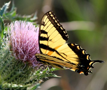 SWALLOWTAIL, EASTERN TIGER (Papilio glaucus) (2-24-13) male, kissimmee lake state park, osceola co, fl   (1)