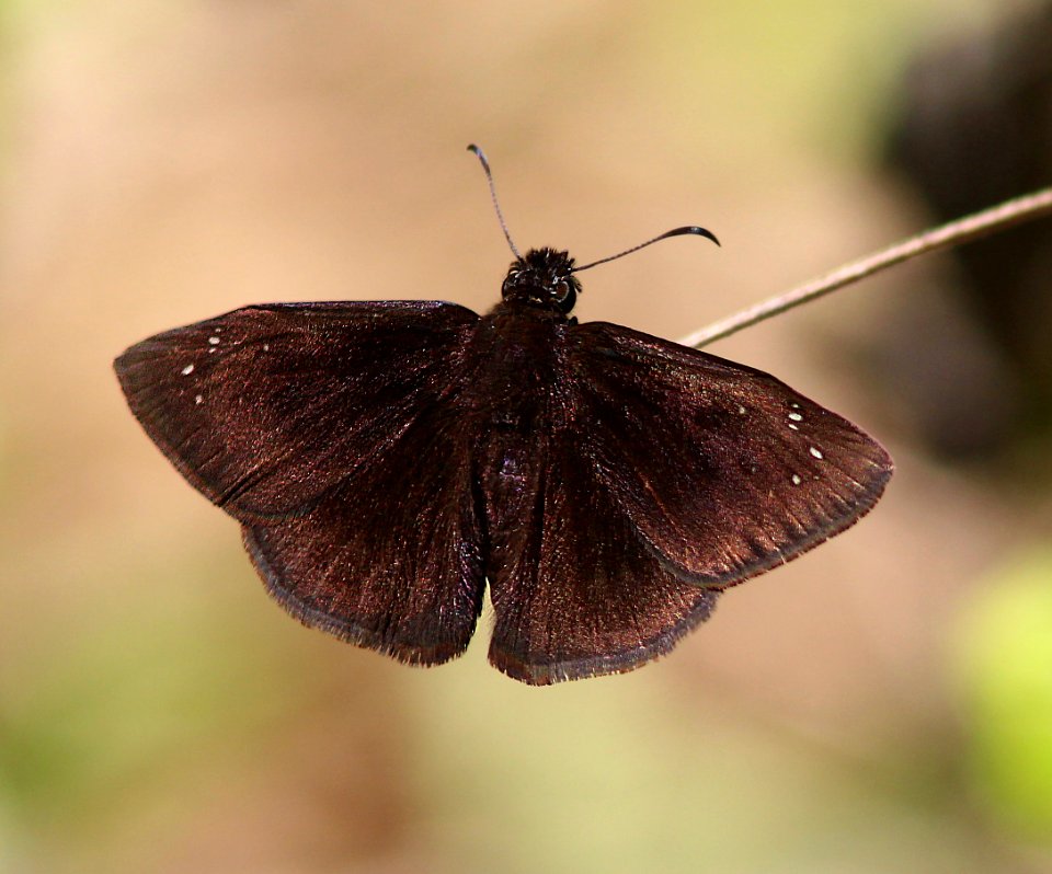 DUSKYWING, FLORIDA (Ephyriades brunneus) (3-7-13) male, key west tropical forest and botanical garden, key west, monroe co, fl -01 (2)