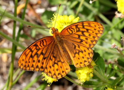 FRITILLARY, ZERENE (Speyeria zerene) (8-23-11) 6500ft, amador co, ca  (2)