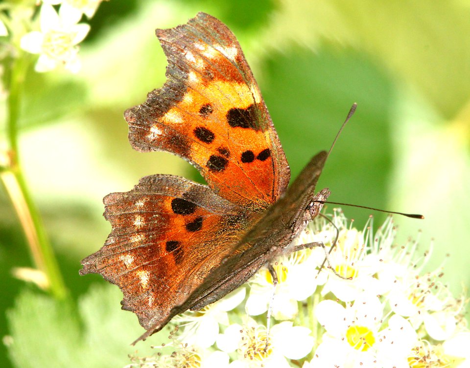 COMMA, GREEN (Polygonia faunus) (6-17-12) cook and green pass area, siskiyou co, ca - 02
