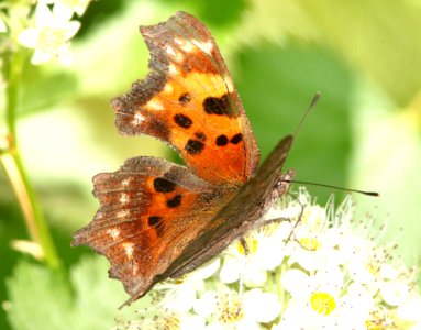 COMMA, GREEN (Polygonia faunus) (6-17-12) cook and green pass area, siskiyou co, ca - 02