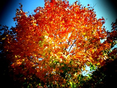 Fall Tree in Lomo photo