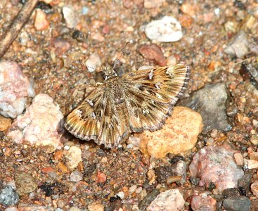 STREAKY-SKIPPER, COMMON (Celotes nessus) (3-27-11) 78 circulo montana, patagonia lake ranch estates, scc, az  (2)