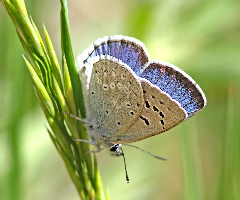 BLUE, BOISDUVAL'S (Plebejus icariodes)(6-8-13) 8500 ft, pine-oak, lake creek, 5 m east of hell's backbone, boulder mt, garfield co, ut (3)
