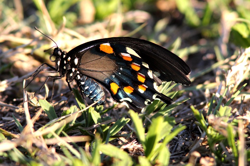 SWALLOWTAIL, PIPEVINE (Battus philenor) (3-27-13) choke cyn state park, tx