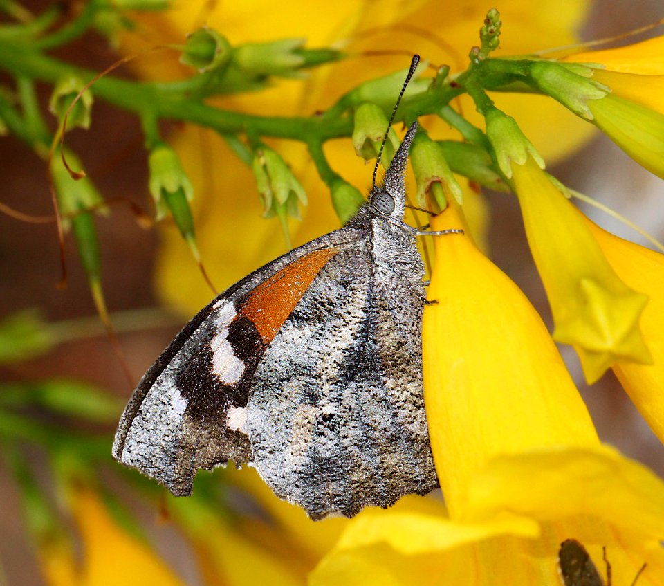 SNOUT, AMERICAN (Libytheana carinenta) (9-6-11) 78 circulo montana, patagonia lake ranch estates, scc, az  (1)
