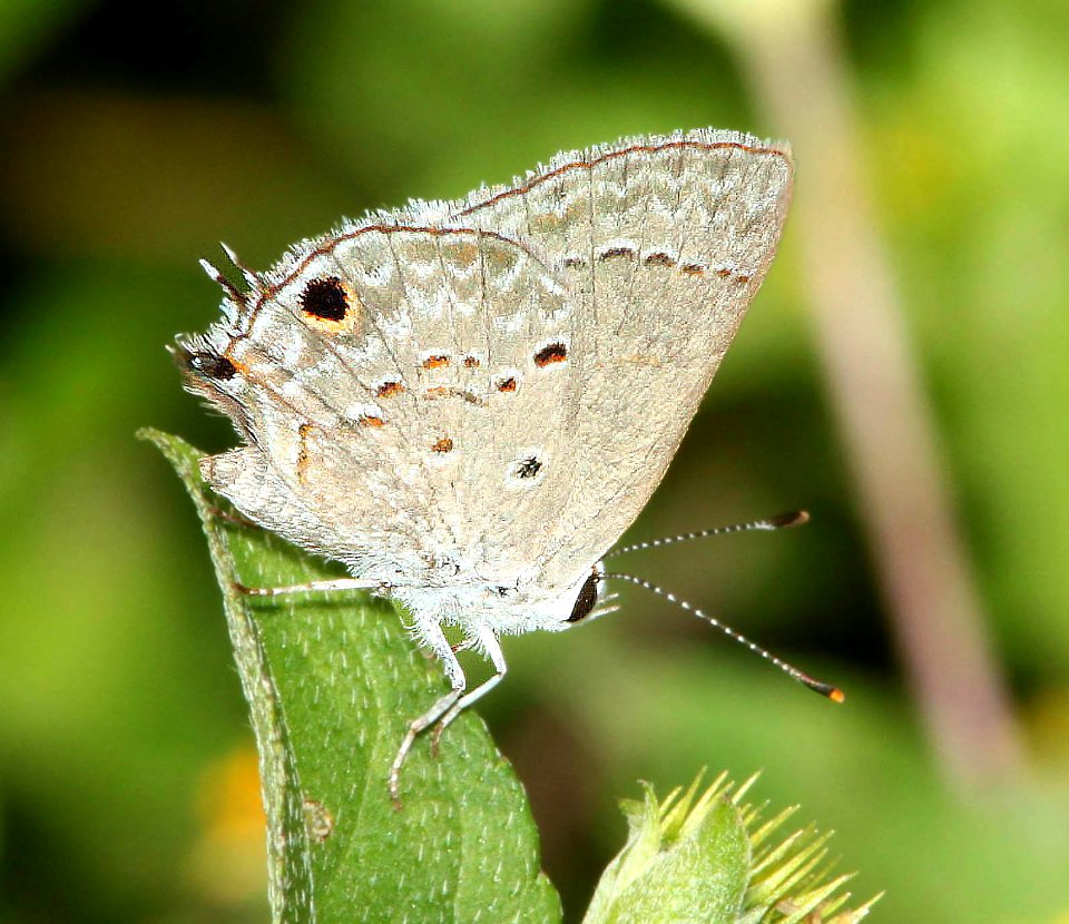 SCRUB-HAIRSTREAK, MALLOW (Strymon istapa) (4-18-12) national butterfly center, mission, tx  (1)