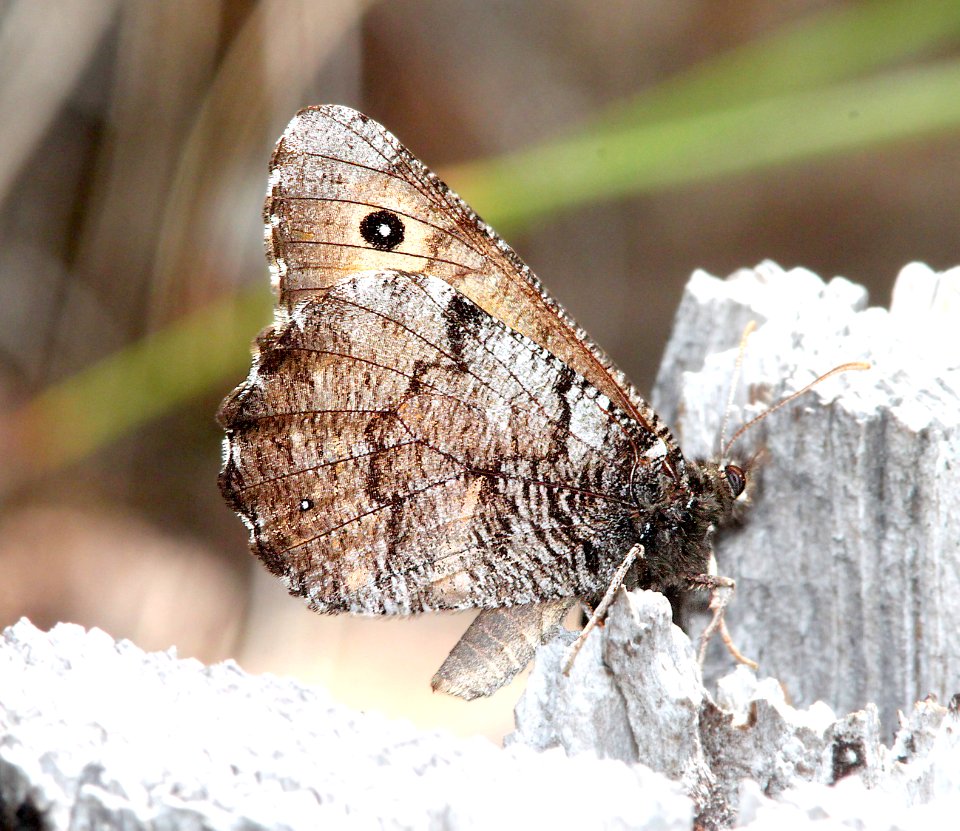 ARCTIC, GREAT (Oeneis nevadensis) (6-17-12) cook and green pass area, siskiyou co, ca  (3)