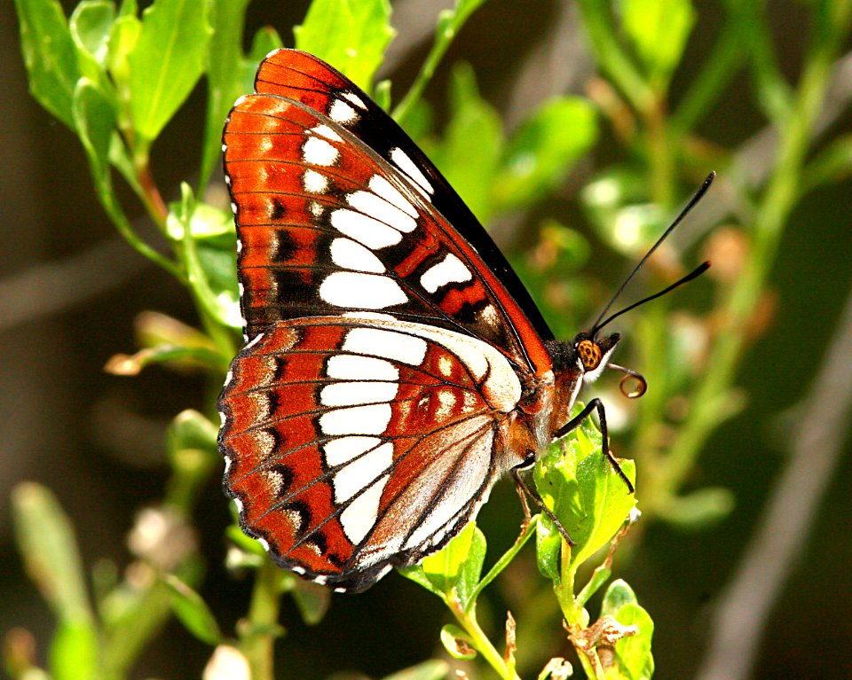 ADMIRAL, LORQUIN'S (limenitis lorquini) (4-30-07) cerro alto, slo co, ca (6)