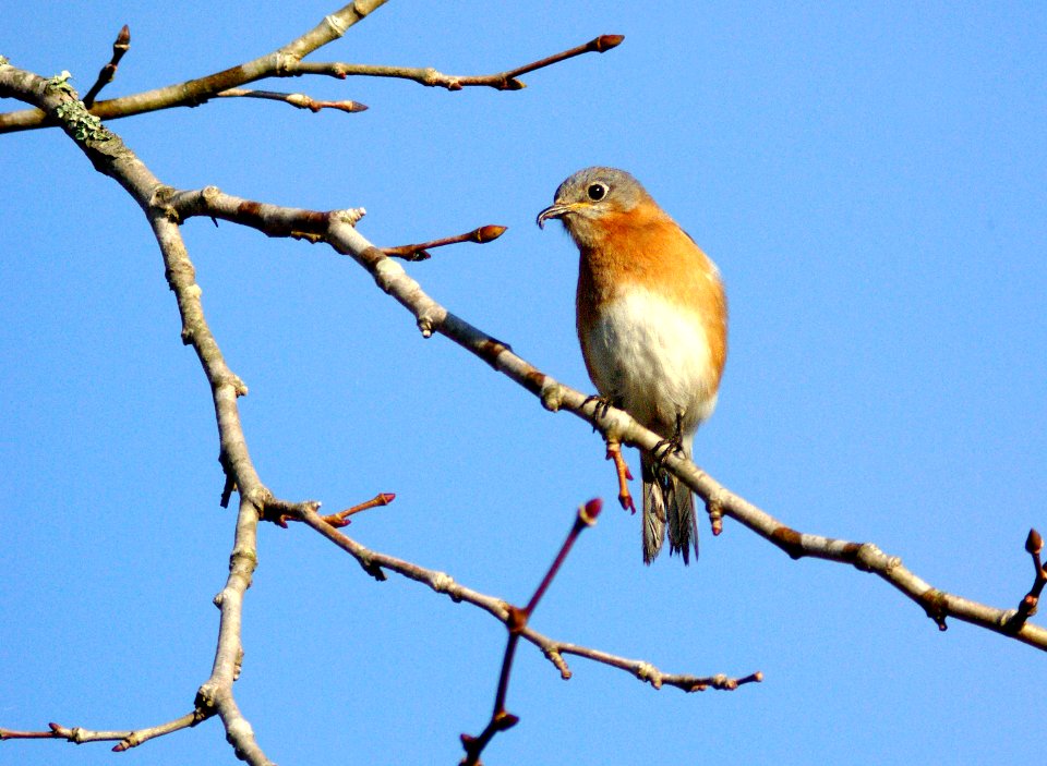 734 - EASTERN BLUEBIRD (2-9-2008) texas -02