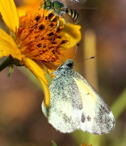 SULPHUR, DAINTY, winter form (Nathalis iole) (11-8-12) sycamore cyn, pajaritos mts, scc, az  (2)