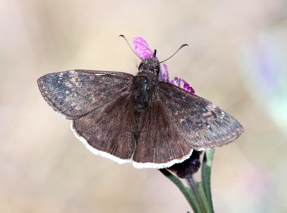 DUSKYWING, FUNEREAL (Erynnis funeralis) (3-12-14) 78 circulo montana, patagonia lake ranch estates, scc, az