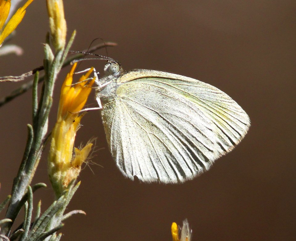 YELLOW, BARRED (Eurema daira) (11-4-12) harshaw road rabbitbrush, patagonia mts, scc, az  (2)