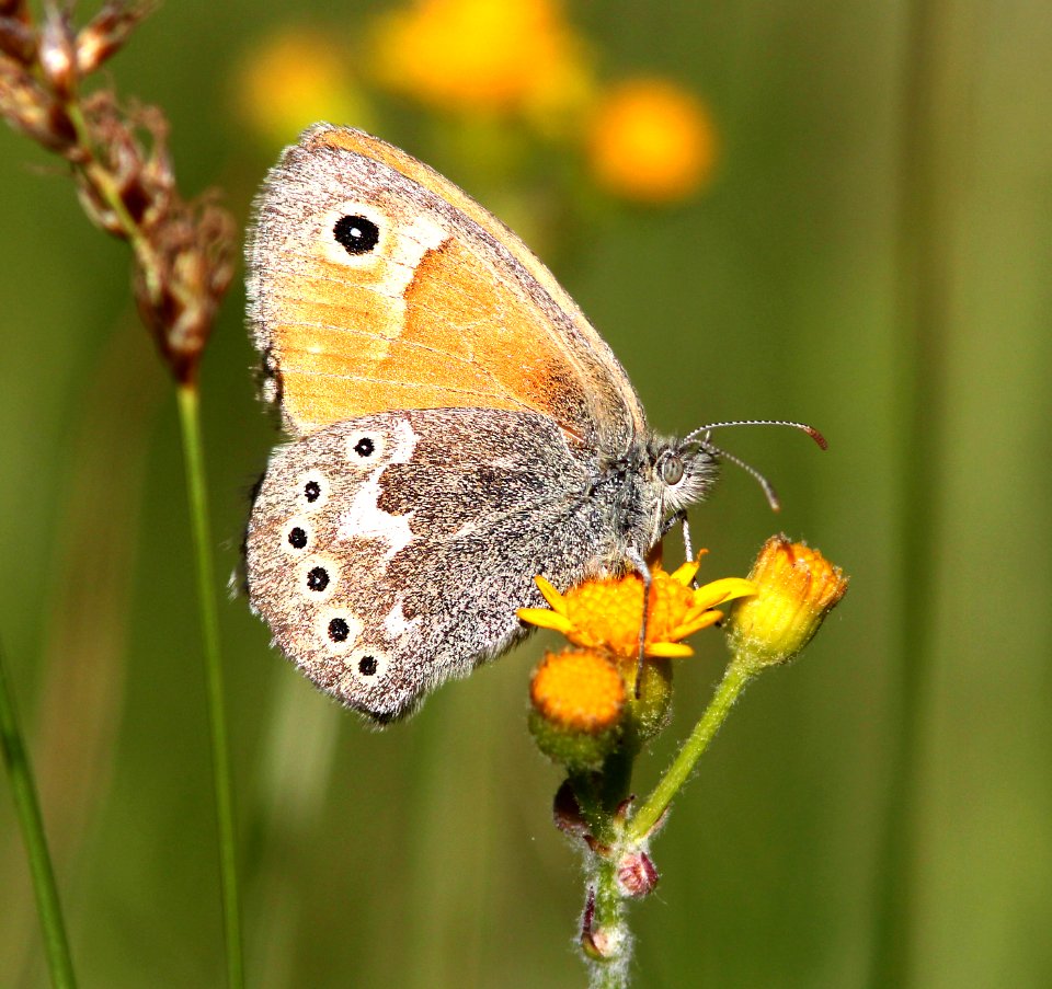 RINGLET, COMMON (Coenonympha tullia) (6-14-13) 8500 ft, alpine divide c g, 4 m south of alpine, apache co, az    (3)