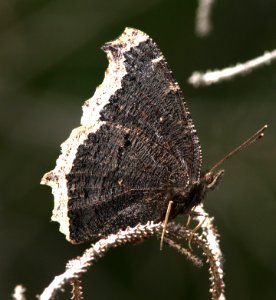 MOURNING CLOAK (Nymphalis antiopa) (6-14-13) 8800ft, hannigan ck, 2 m north of hannigan lodge, greenlee co, az  (2)