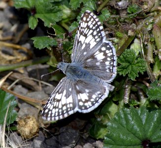 CHECKERED-SKIPPER, COMMON or WHITE (Pyrgus communis or albescens) (9-7-07) canet rd, morro bay, slo co, ca  (1)