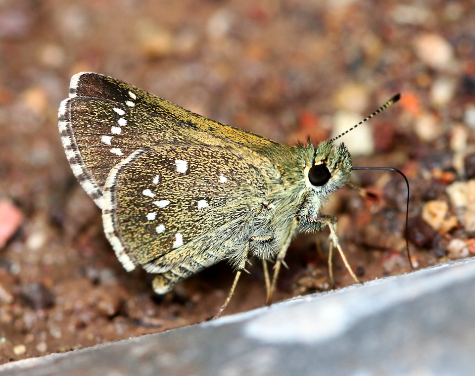 ROADSIDE-SKIPPER, ELISSA (Amblyscirtes elissa) (7-19-11) humboldt cyn, patagonia hills, scc, az  (3)
