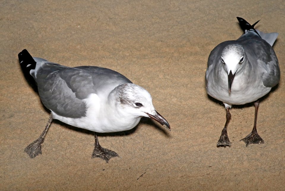 354 - LAUGHING GULL (11-8-2016) boca chica beach, cameron co, tx (5)