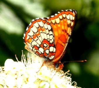 CHECKERSPOT, NORTHERN ( Chlosne palla) (6-17-12) male, cook and green pass area, siskiyou co, ca  (4)