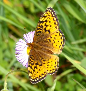 FRITILLARY, PURPLISH (bolaria montinus) (8-3-08) dunton meadow, nw of rico, dolores co, co (1)