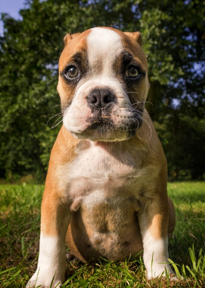 Small dog pet animal