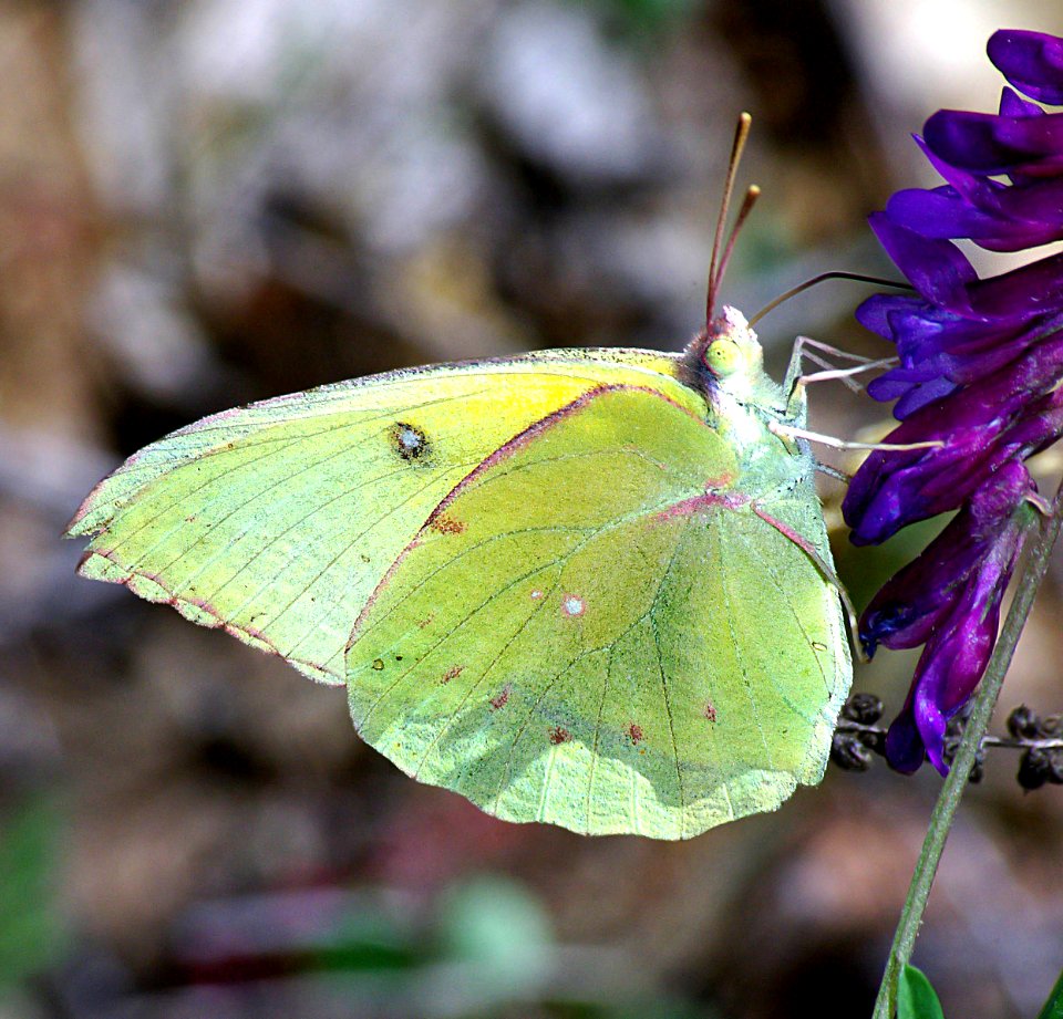 DOGFACE, CALIFORNIA (colias eurydice) (4-16-07) male, pozo rd, slo co, ca (1)