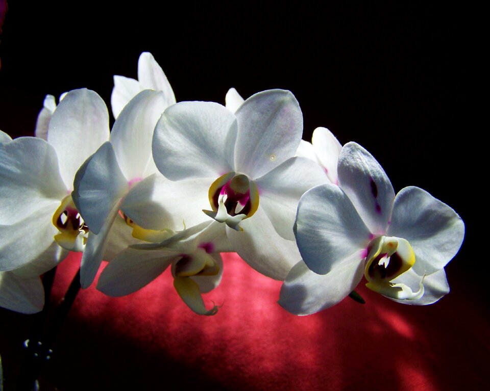 White orchid white flower room plant
