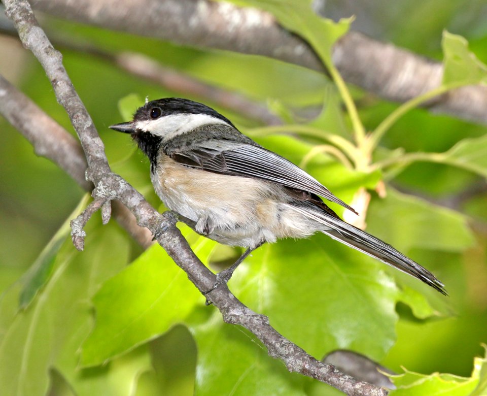 672 - BLACK-CAPPED CHICKADEE (5-23-2015) bolton, worcester co, ma